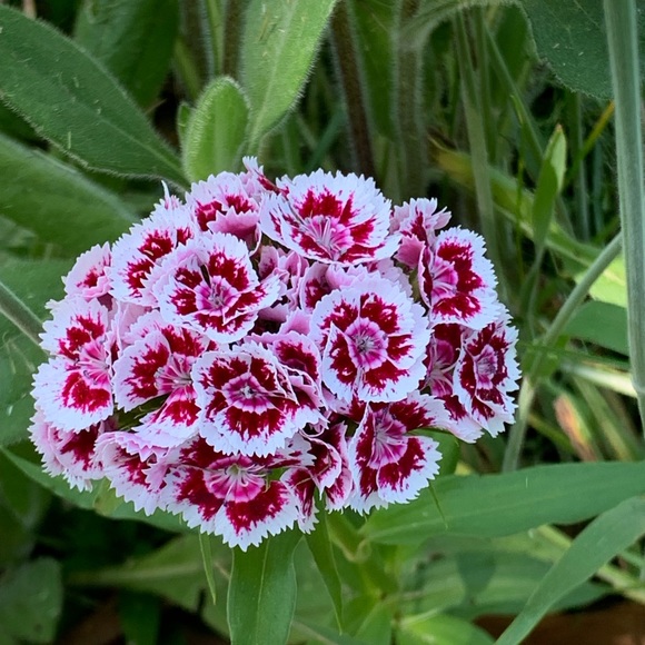 🪺Welcome to my closet🪺 - Picture 10 of 15